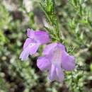 Image of Prostanthera cryptandroides subsp. cryptandroides