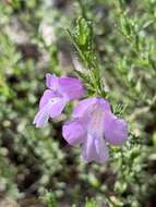 Image of Prostanthera cryptandroides subsp. cryptandroides