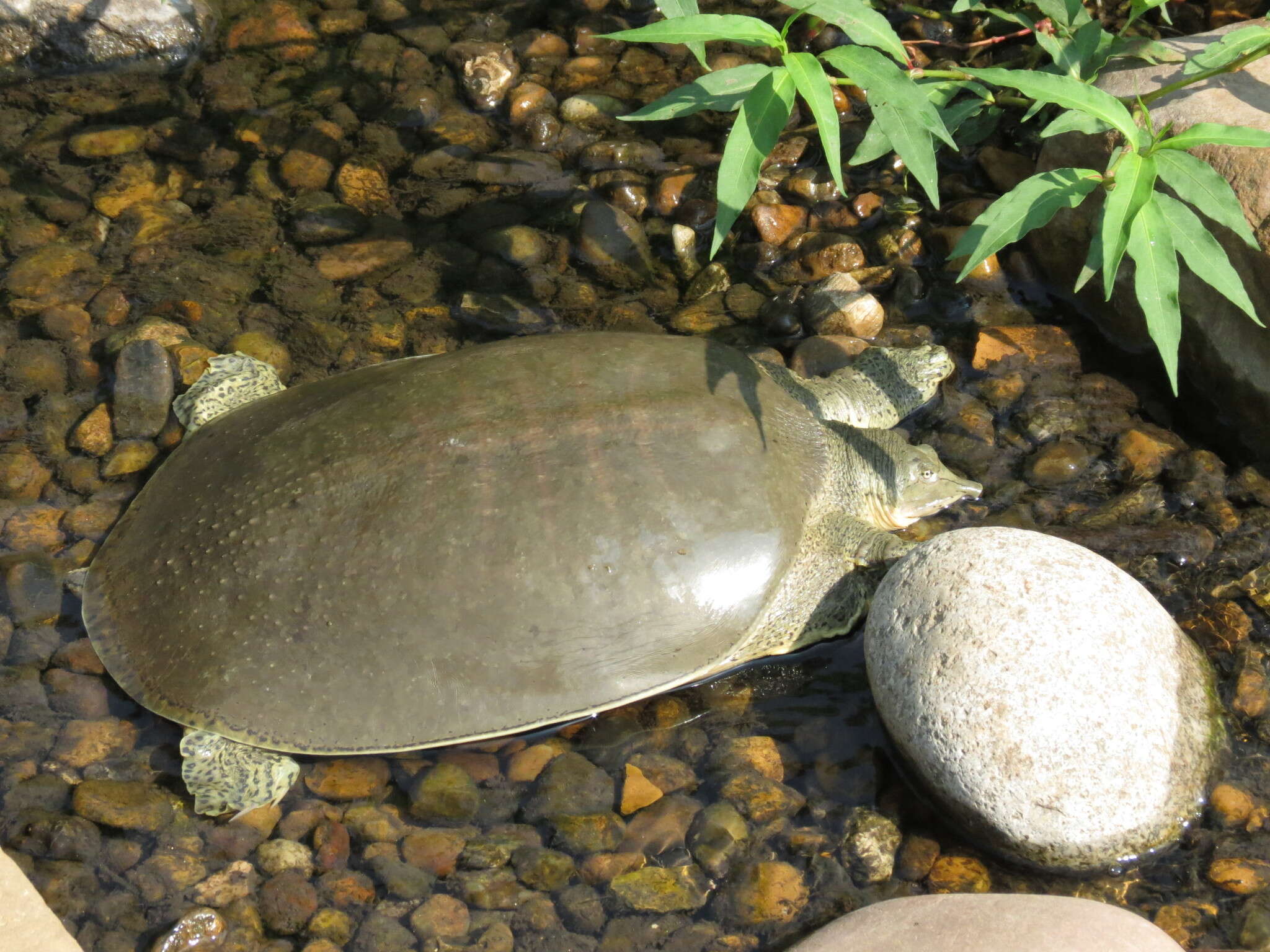 Image of Apalone spinifera emoryi (Agassiz 1857)