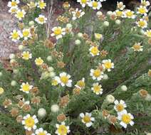 Imagem de Perityle coronopifolia A. Gray