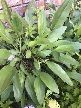 Image of Texas coneflower