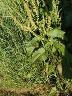 Image of Rumex obtusifolius subsp. obtusifolius