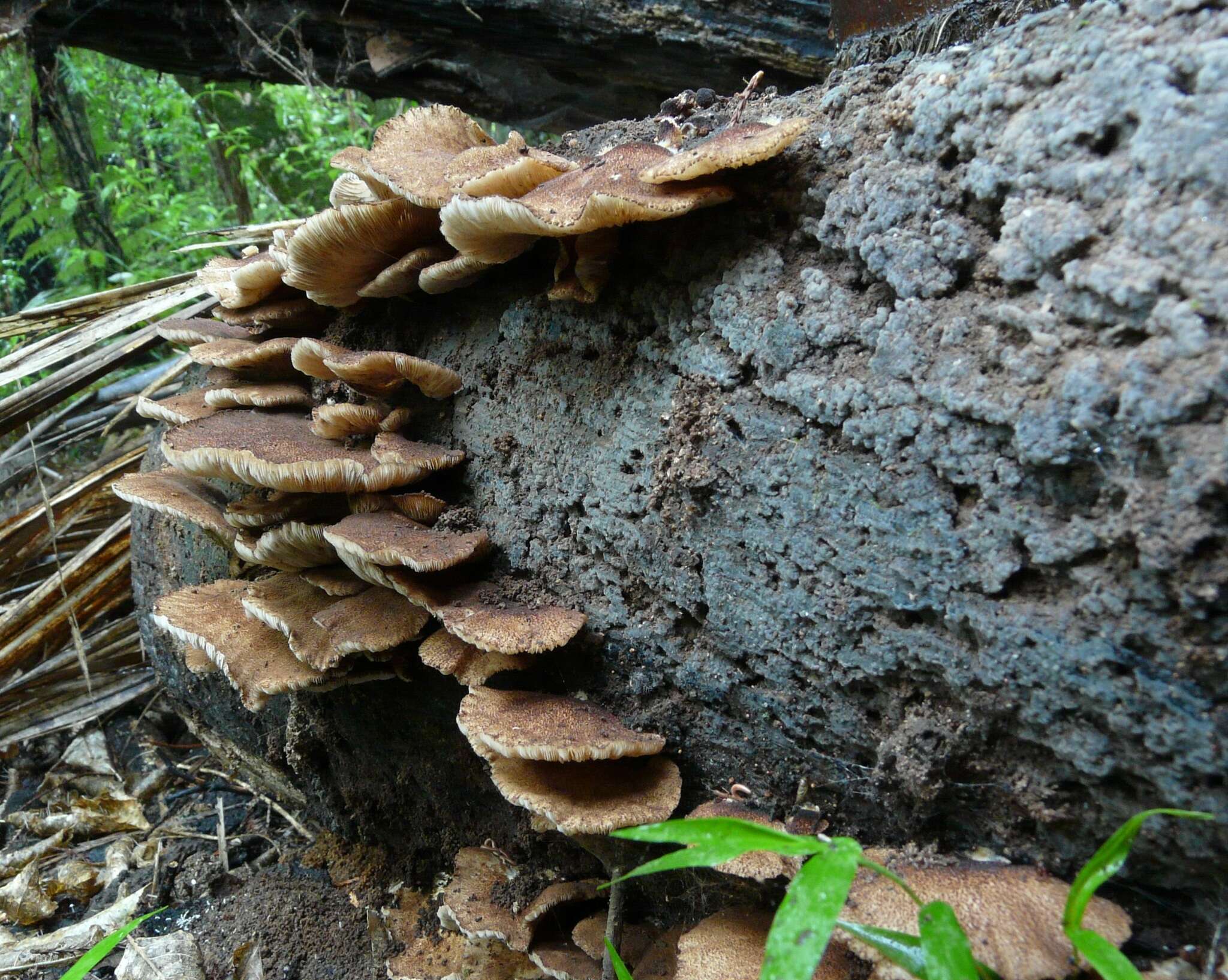 Plancia ëd <i>Crepidotus fuscovelutinus</i>