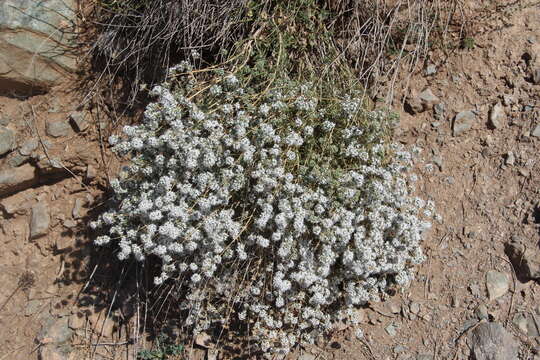 Слика од Acanthophyllum mucronatum C. A. Mey.