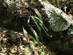 Image of lanceleaf polypody