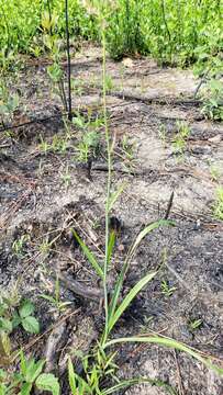 Image of Stenanthium texanum