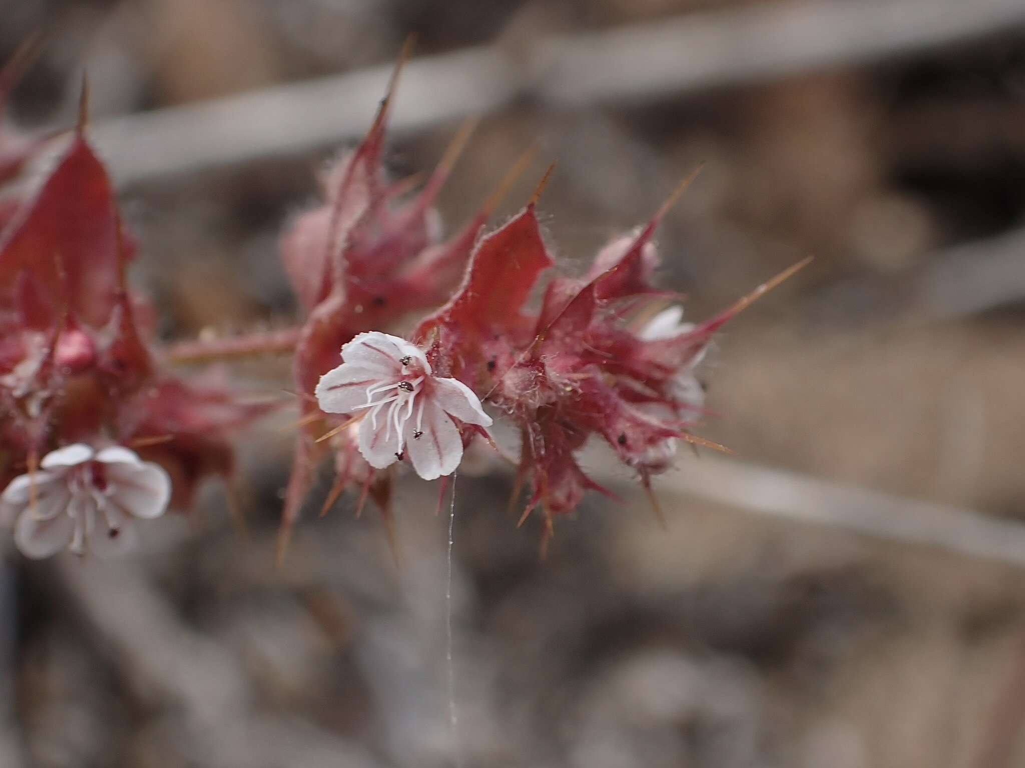 Imagem de Mucronea californica Benth.