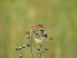 Image de Sympetrum gilvum (Selys 1884)