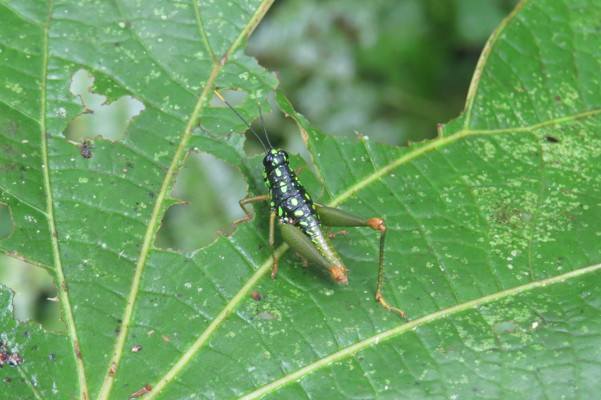 Galidacris variabilis Descamps & Amédégnato 1972的圖片