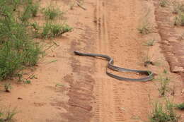 Image of Ashe’s spitting cobra