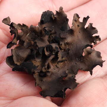 Image of Petalled Rock Tripe Lichen