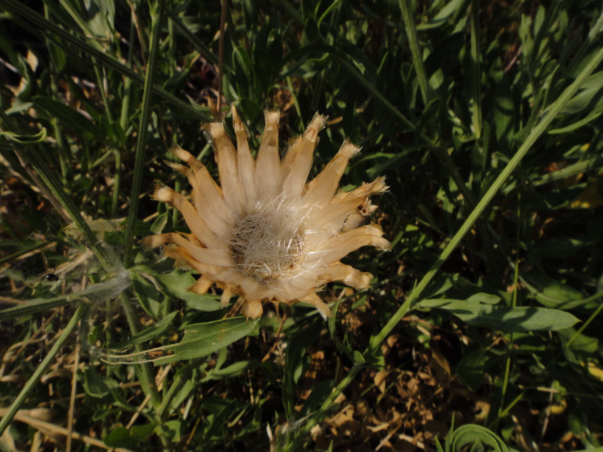 Image of Centaurea rupestris L.