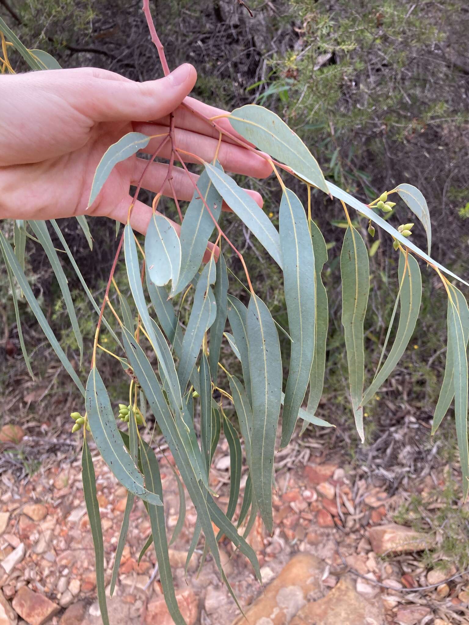 Image of Eucalyptus camaldulensis subsp. arida Brooker & M. W. Mc Donald