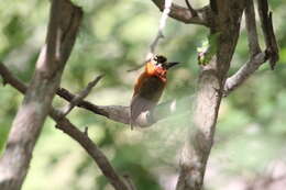 Image of Chestnut Piculet