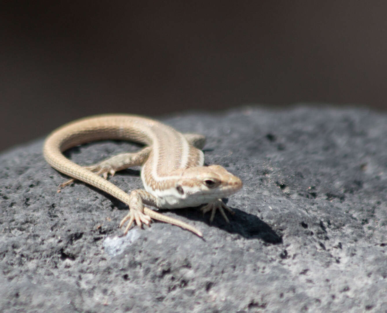 Image of Erhard's Wall Lizard