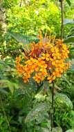 Image of Ixora congesta Roxb.