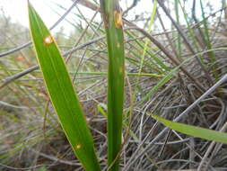 Image of Watsonia laccata (Jacq.) Ker Gawl.