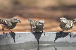 Image of Hispaniolan Crossbill