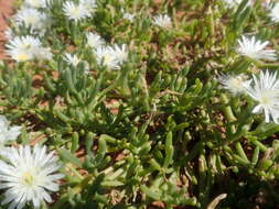 Image of Mesembryanthemum rapaceum Jacq.