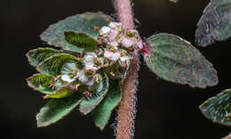 Euphorbia dioeca Kunth resmi