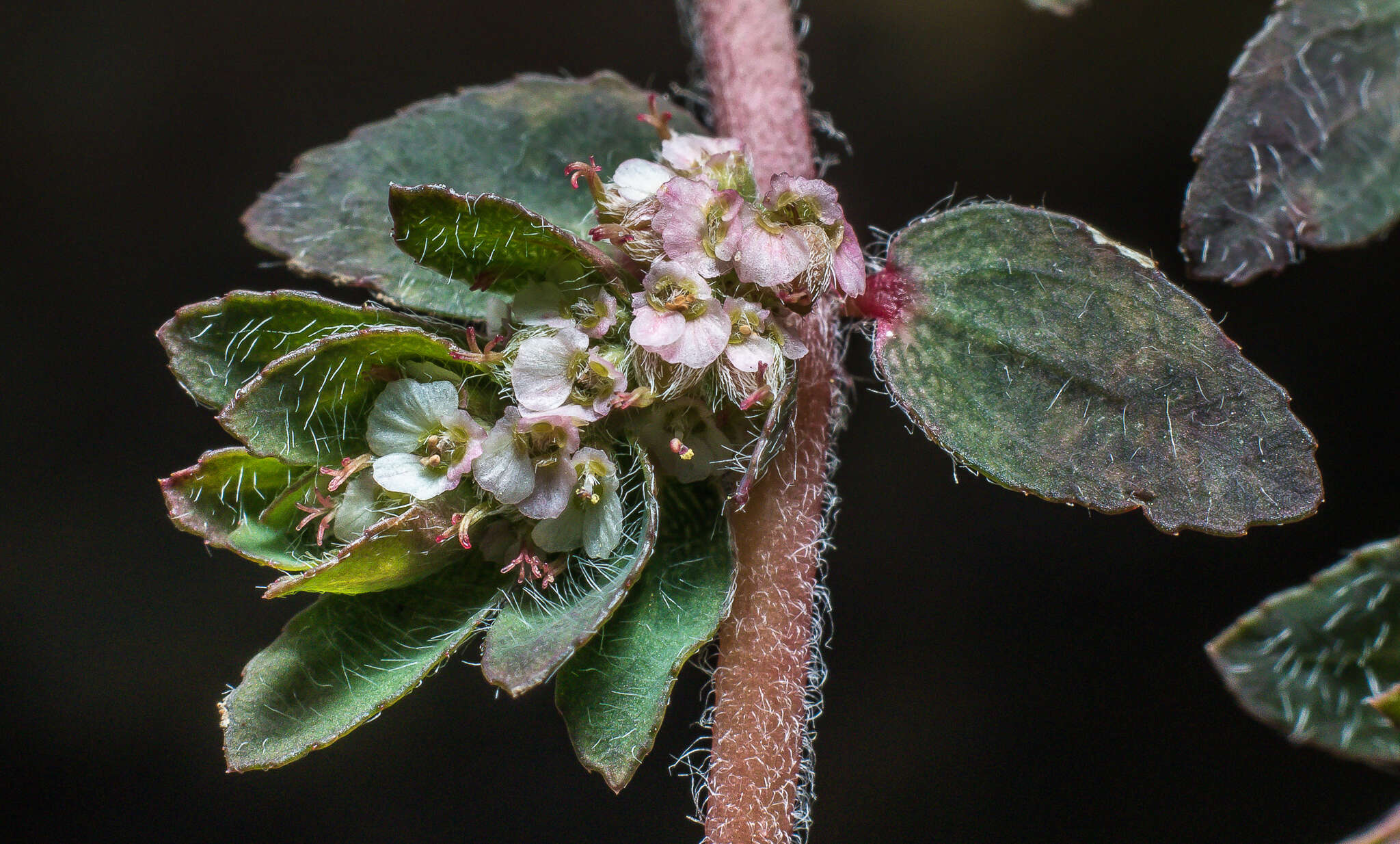 Euphorbia dioeca Kunth resmi