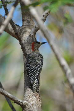 Image of West Indian Woodpecker