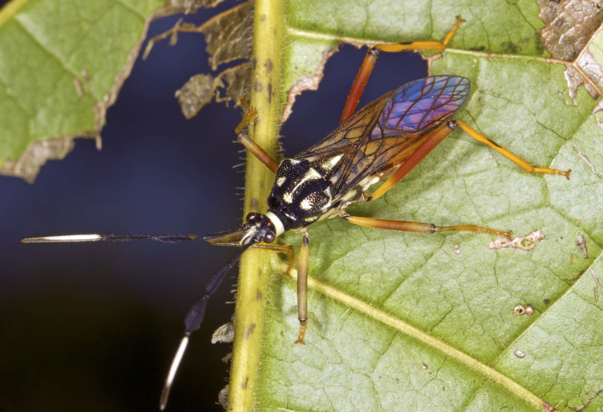 صورة Holhymenia scenica (Stål 1865)