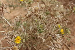 Image of Asteriscus graveolens (Forsk.) Less.