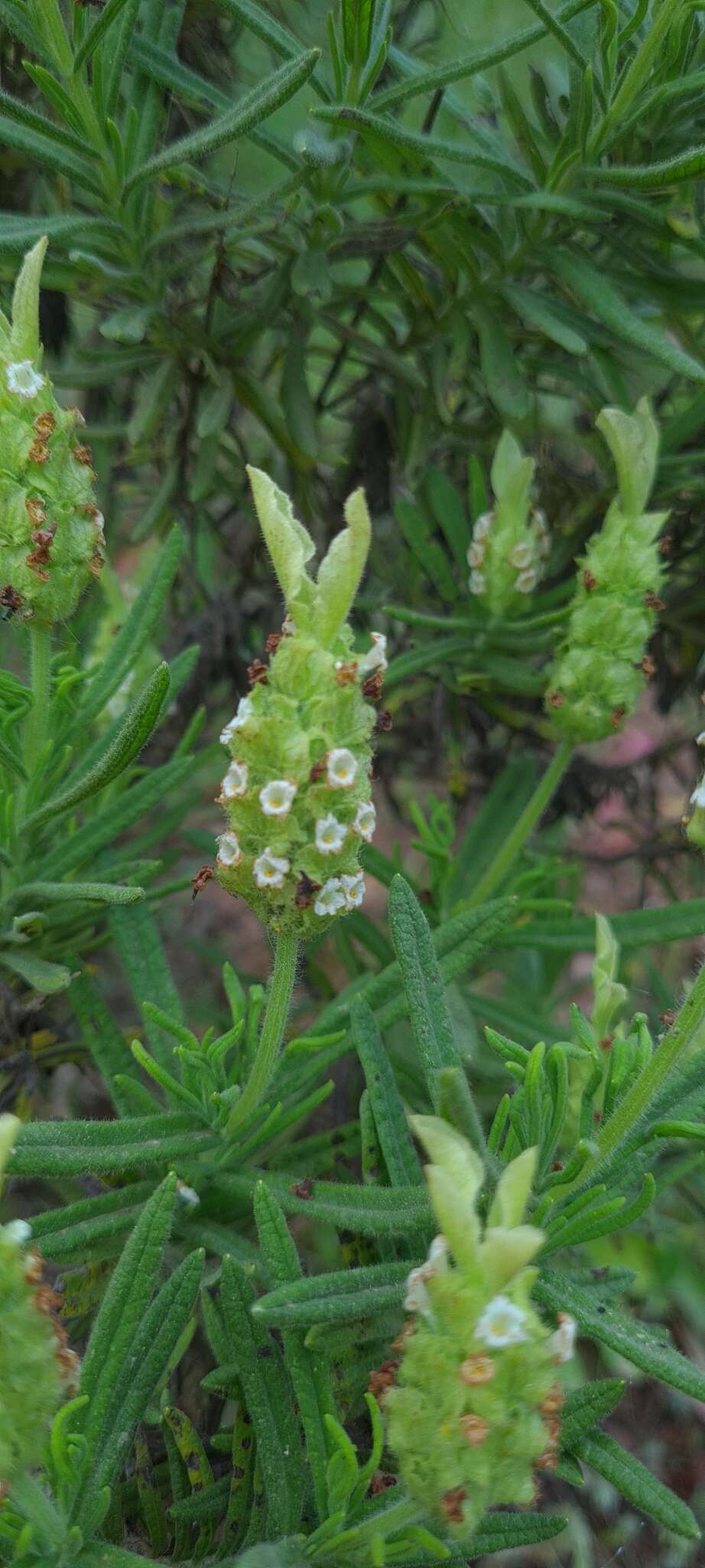 Image of Lavandula viridis L'Hér.