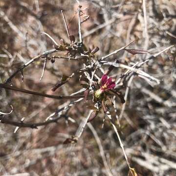 صورة Holographis virgata subsp. glandulifera (Leonard & Morton) T. F. Daniel