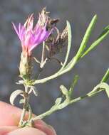 Image of Centaurea aristata Hoffmgg. & Link