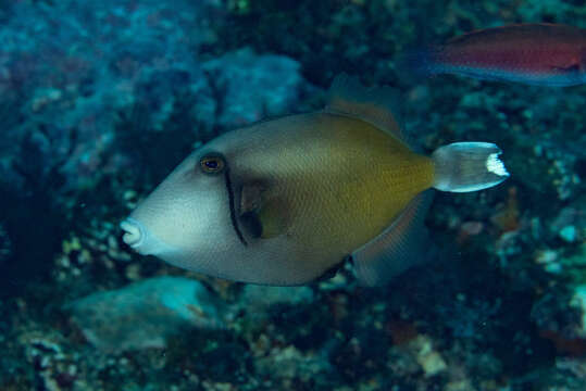 Image of Halfmoon triggerfish