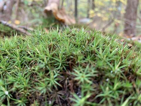 Image of Polytrichastrum ohioense G. L. Smith 1971