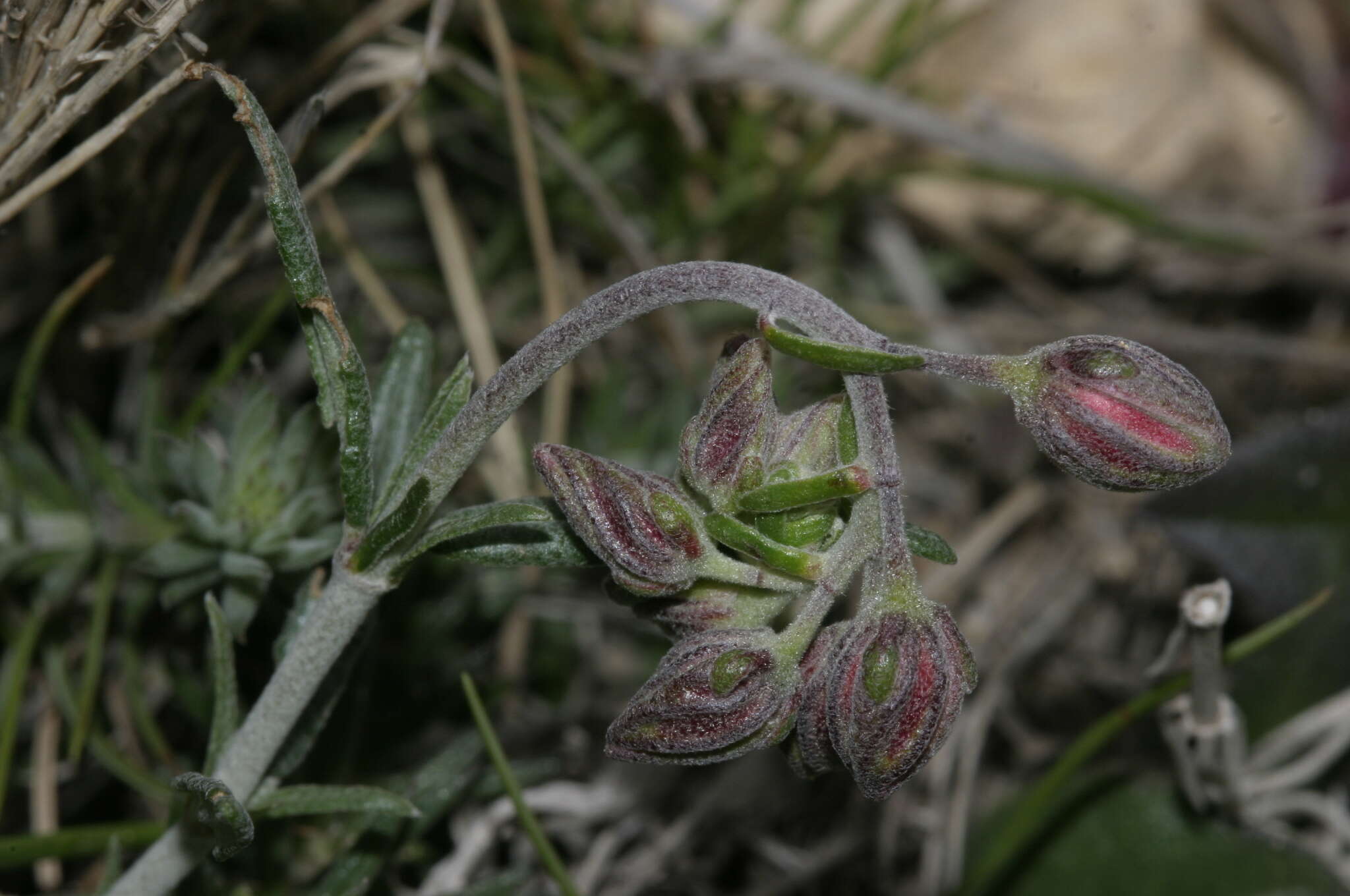 Helianthemum virgatum (Desf.) Pers. resmi