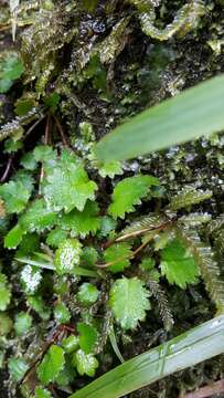 Image of Jovellana repens (Hook. fil.) Kränzl.