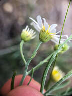 Imagem de Erigeron filifolius (Hook.) Nutt.