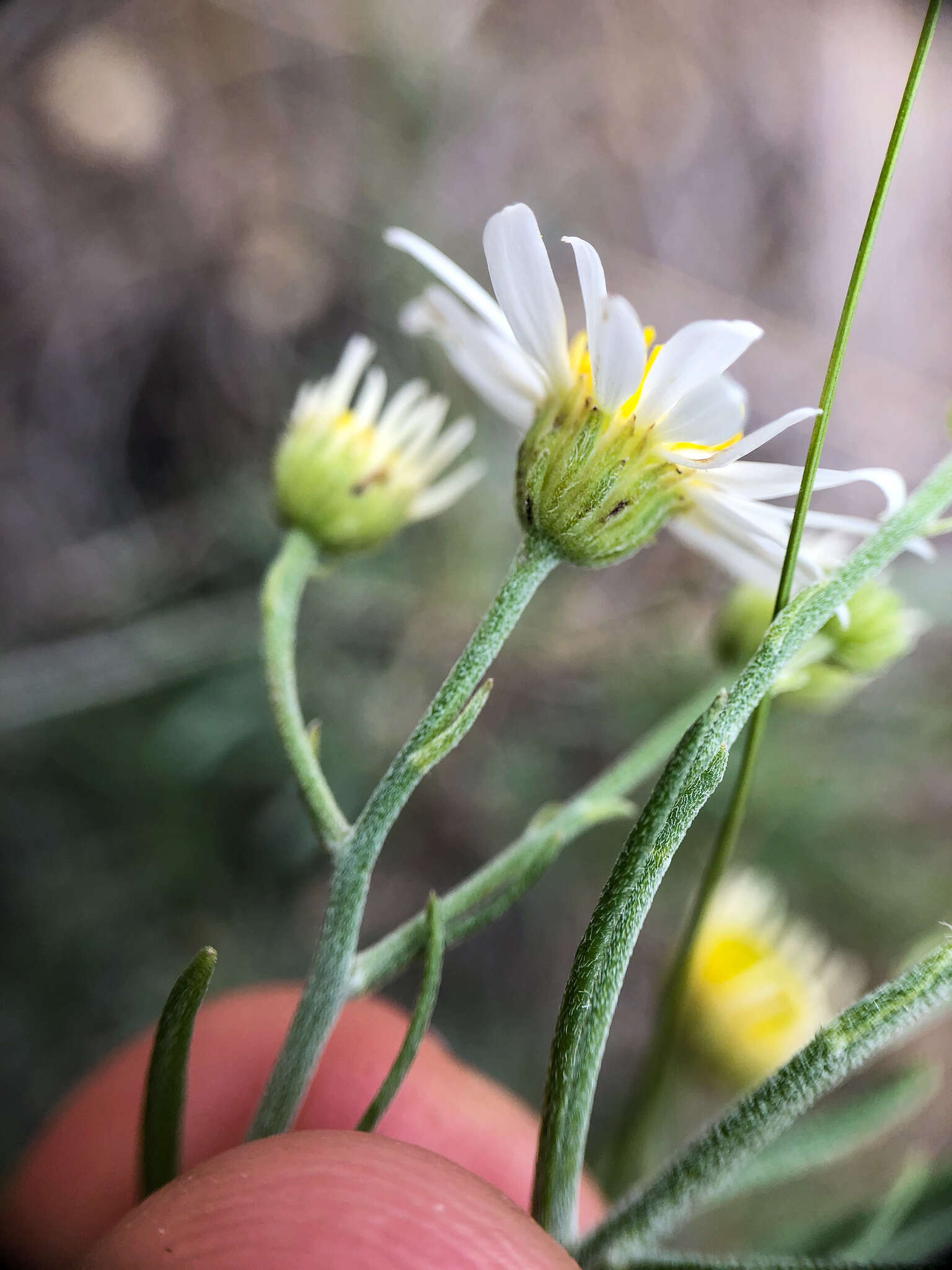 Imagem de Erigeron filifolius (Hook.) Nutt.