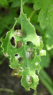 Image of Beet tortoise beetle