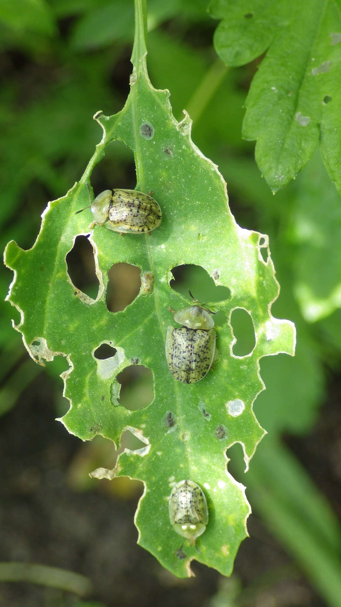 Image de Cassida (Cassida) nebulosa Linnaeus 1758