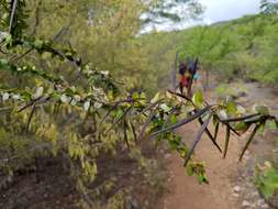 Image of Plocospermataceae