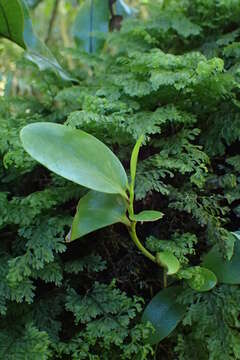 Image of Griselinia lucida (J. R. Forst. & G. Forst.) G. Forst.