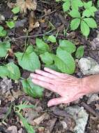 Image of Carr's rattlesnakeroot