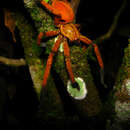 Image of Orange huntsman spider