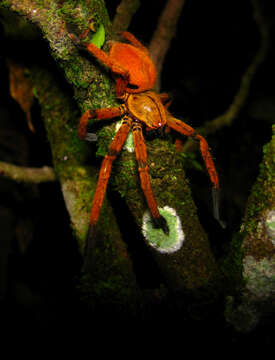 Image of Orange huntsman spider