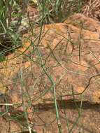 Image of Asparagus divaricatus (Oberm.) Fellingham & N. L. Mey.