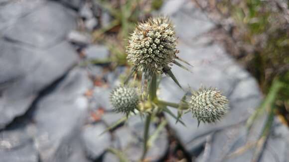 Image of Eryngium venustum Bartlett ex L. Constance