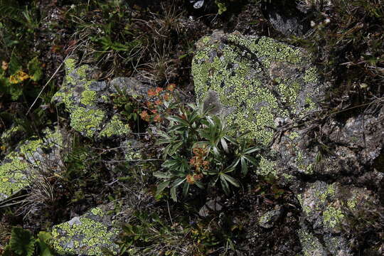 Image of Alchemilla sericea Willd.