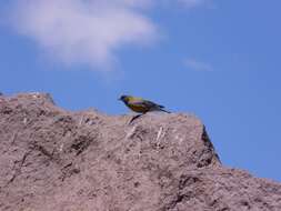 Image of Gray-hooded Sierra-Finch