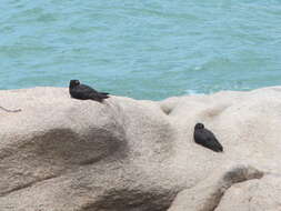 Image of Haematopus fuliginosus opthalmicus Castelnau, Ramsay & EP 1877