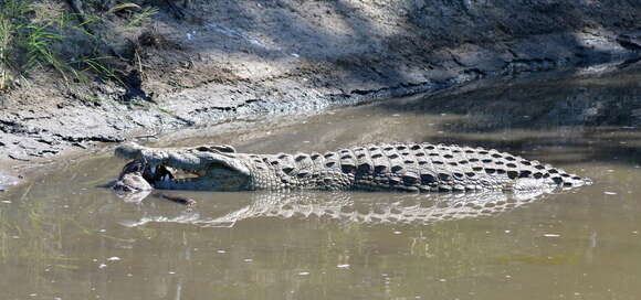 Imagem de Crocodylus niloticus cowiei (Smith In Hewitt 1937)